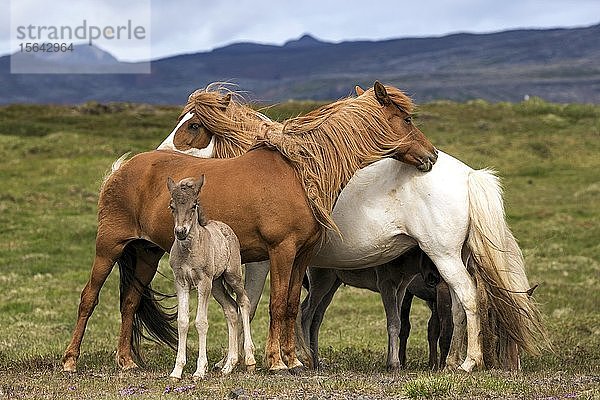 Islandpferde (Equus islandicus)  Stuten und Hengstfohlen stehen auf einer Koppel  Island  Europa