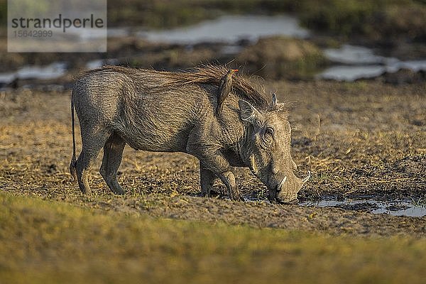Warzenschwein (Phacochoerus aethiopicus) mit Rotschnabel-Madenhacker (Buphagus erythrorhynchus) trinkt an einem Wasserloch  Moremi Wildlife Reserve  Ngamiland  Botswana  Afrika