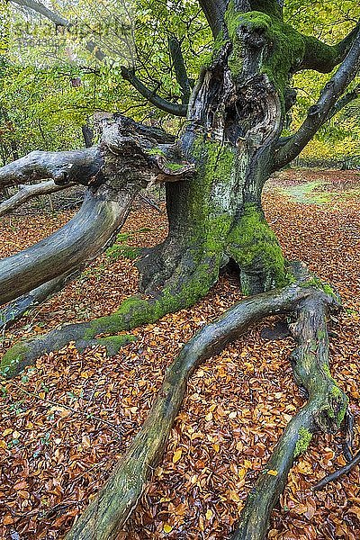 Rotbuche (Fagus sylvatica)  Hutebuche im Herbst  Hutewald Halloh  Hessen  Deutschland  Europa