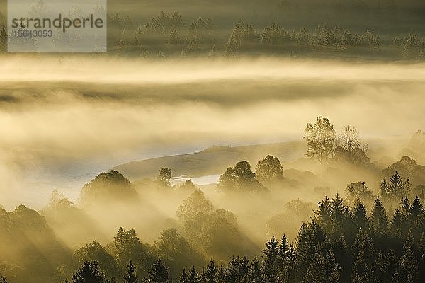 Nebel in der Pupplinger Au bei Sonnenaufgang  Naturpark Isarauen  Isar zwischen Icking und Wolfratshausen  Oberbayern  Bayern  Deutschland  Europa