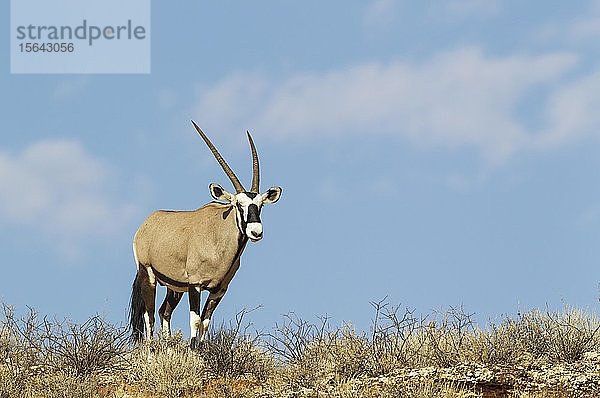 Gemsbock (Oryx gazella)  Männchen auf einem Felsrücken  Kalahari-Wüste  Kgalagadi Transfrontier Park  Südafrika  Afrika