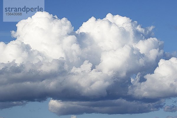 Kumuluswolken am blauen Himmel  Schleswig-Holstein  Deutschland  Europa