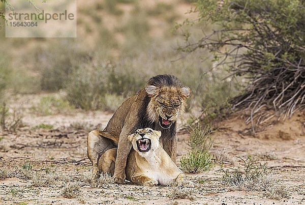 Schwarzmähnenlöwen (Panthera leo vernayi)  ziemlich altes Tierpaar bei der Paarung  Kalahari-Wüste  Kgalagadi Transfrontier Park  Südafrika  Afrika