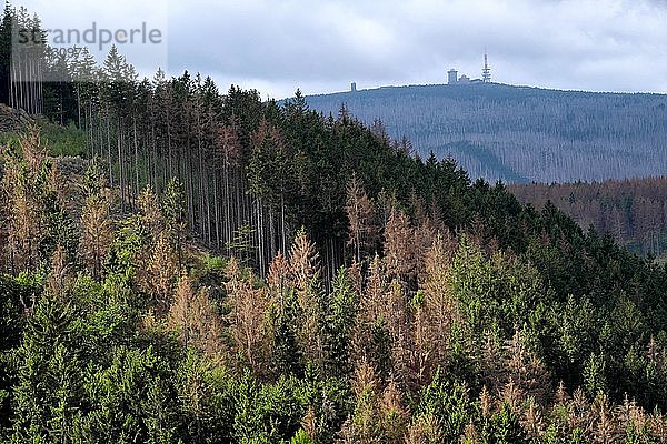 Teilweise abgestorbener Fichtenwald  auf der Rückseite des Brockens  Naturpark Harz  Sachsen-Anhalt  Deutschland  Europa