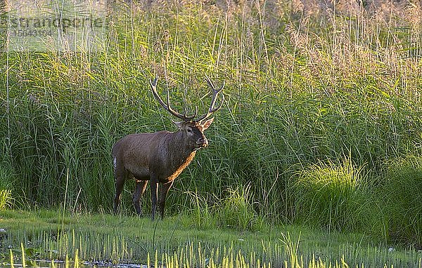 Rothirsch (Cervus elaphus)  steht im Schilf  Donauauen  Niederösterreich  Österreich  Europa