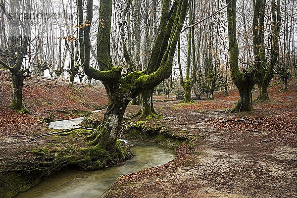 Naturpark Gorbea  Parque natural de Gorbea  Gorbeia  Provinz Baskenland  Provinz Bizkaia  Spanien  Europa