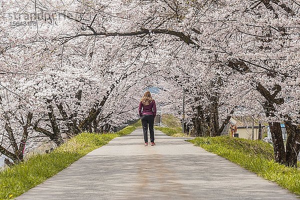 Frau auf einem Weg  Allee unter Kirschblüten  Japanische Kirschblüte im Frühling  Nagano  Japan  Asien
