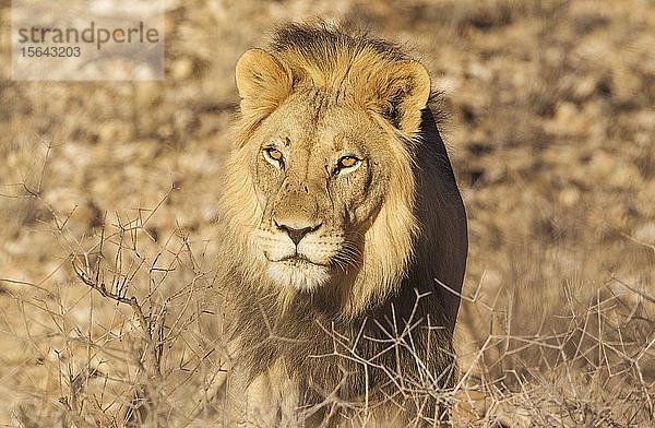 Schwarzmähnenlöwe (Panthera leo vernayi)  Tierporträt  Kalahari-Wüste  Kgalagadi Transfrontier Park  Südafrika  Afrika