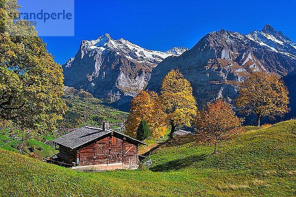 Berghütte oberhalb von Grindelwald  dahinter Wetterhorn und Schreckhorn  Grindelwald  Kanton Bern  Schweiz  Europa