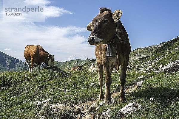 Kühe auf der Weide  bei Nebelhorn  Oberstdorf  Oberallgäu  Allgäu  Bayern  Deutschland  Europa