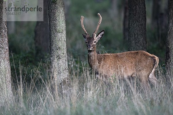 Rothirsch (Cervus elaphus)  Hirsch  Kopenhagen  Dänemark  Europa