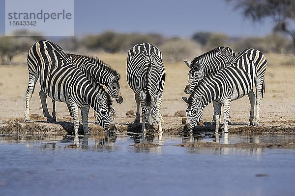 Burchell's Zebras (Equus quagga burchelli)  Tiergruppe mit Jungtieren beim Trinken an einem Wasserloch  Nxai Pan National Park  Ngamiland  Botswana  Afrika