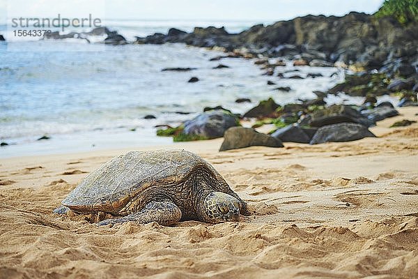 Grüne Meeresschildkröte (Chelonia mydas) an der Schildkrötenbucht  Laniakea Beach  Hawaii-Insel Oahu  Oahu  Hawaii  Aloha State  USA  Nordamerika