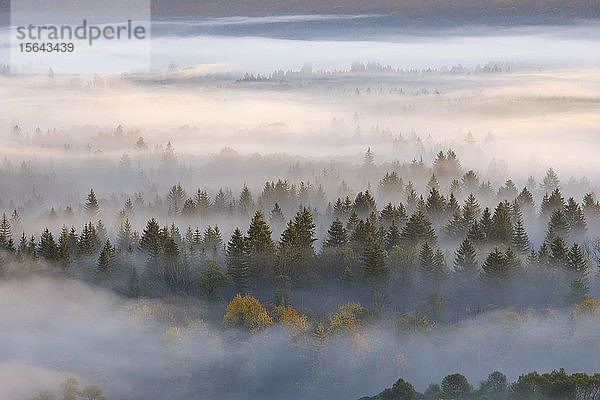 Nebel in der Pupplinger Au bei Sonnenaufgang  Naturpark Isarauen  zwischen Icking und Wolfratshausen  Oberbayern  Bayern  Deutschland  Europa