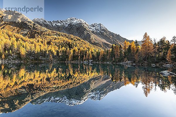 Herbstlicher Lärchenwald gespiegelt im Bergsee Lago di Saoseo  vor Scima da Rügiul  Val di Campo  Engadin  Kanton Graubünden  Schweiz  Europa