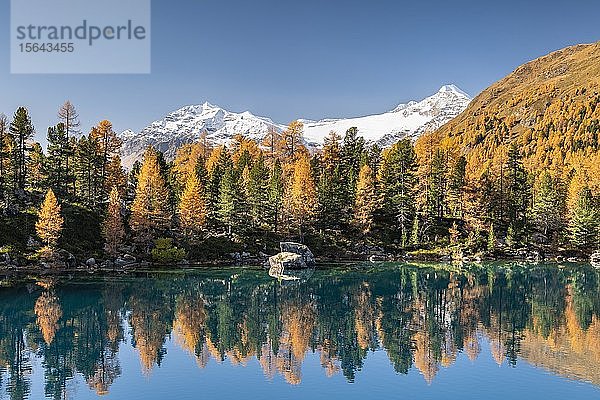 Herbstlicher Lärchenwald im Spiegel des Lago di Saoseao  im Hintergrund Piz Varuna und Piz Palü  Engadin  Kanton Graubünden  Schweiz  Europa