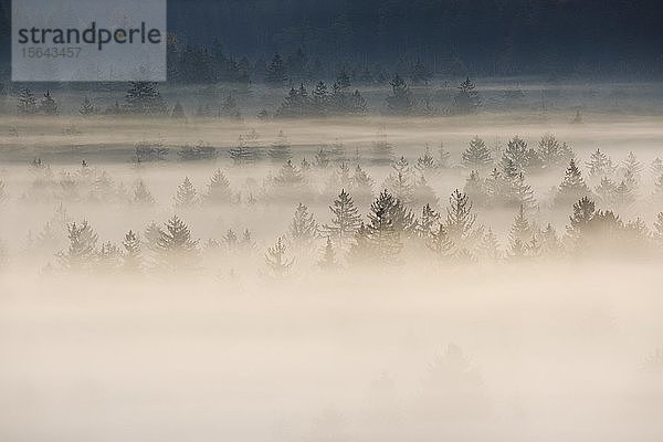 Nebel in der Pupplinger Au in der Dämmerung  Naturpark Isarauen  zwischen Icking und Wolfratshausen  Oberbayern  Bayern  Deutschland  Europa