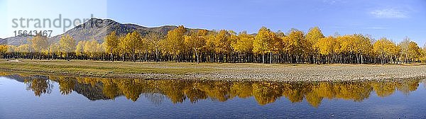 Panorama  herbstlich gefärbte Bäume spiegeln sich im Tuul-Fluss am Eingang zum Gorchi-Terelj-Nationalpark  Ulan Bator  Mongolei  Asien