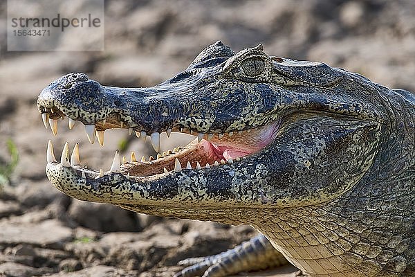 Brillenkaiman (Caiman crocodilus yacare) mit offenem Maul am Ufer  Tierporträt  Pantanal  Mato Grosso  Brasilien  Südamerika