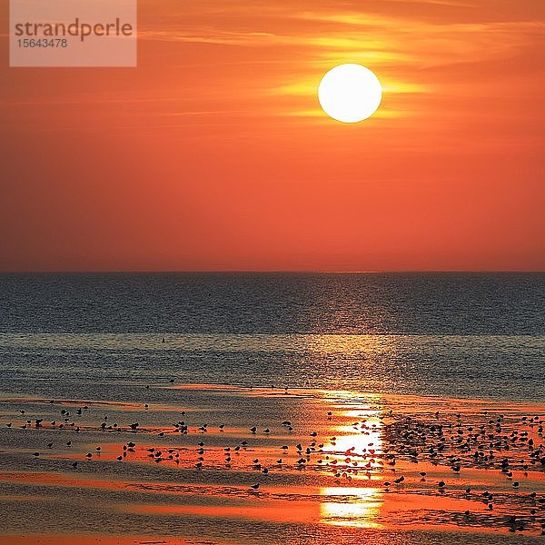Orange-roter Sonnenuntergang über der Nordsee  Duhnen  Cuxhaven  Niedersachsen  Deutschland  Europa