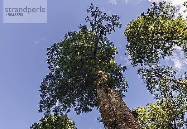Cryptomeria japonica (Cryptomeria japonica)  Baum von unten  Nikko  Japan  Asien