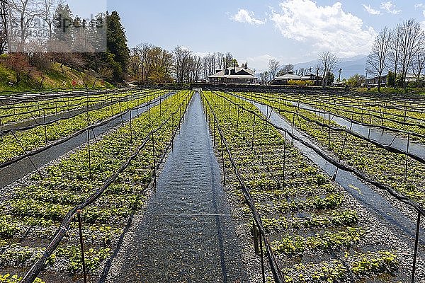 Reihen von Wasabi-Pflanzen im Wasser  Wasabi-Anbau  Daio Wasabi Farm  Nagano  Japan  Asien