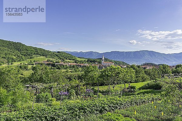 Blick auf das Dorf Goce  Slowenien  Europa