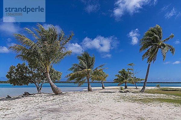 Palmen an einem einsamen Strand  Maupiti  Gesellschaftsinseln  Französisch-Polynesien  Ozeanien