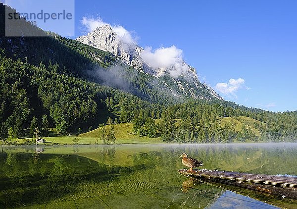 Ferchensee und Wettersteinspitze  Stockente auf Steg sitzend  bei Mittenwald  Werdenfelser Land  Wettersteingebirge  Oberbayern  Bayern  Deutschland  Europa