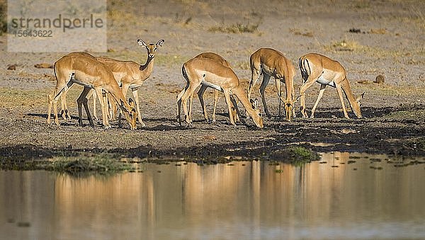 Impalas (Aepyceros melampus)  Herde beim Trinken an einem Wasserloch  Moremi-Wildreservat  Ngamiland  Botsuana  Afrika