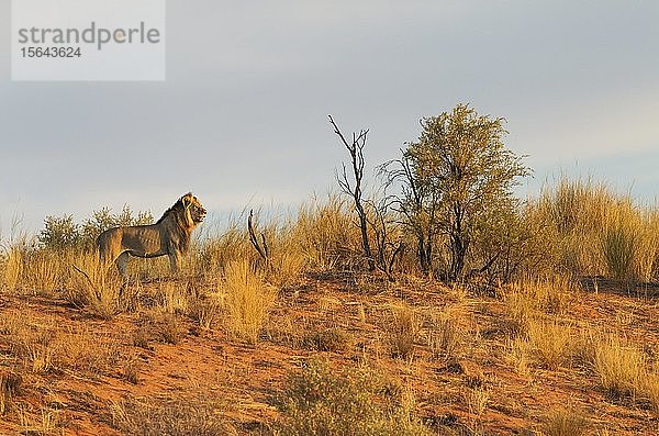 Schwarzmähnenlöwe (Panthera leo vernayi)  männlich  auf dem Kamm einer grasbewachsenen Sanddüne  Abendlicht  Kalahari-Wüste  Kgalagadi Transfrontier Park  Südafrika  Afrika