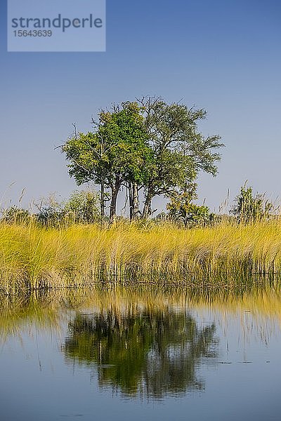 Sumpflandschaft im Okavango-Delta  Moremi Wildlife Reserve  Ngamiland  Botswana  Afrika