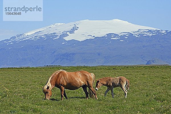 Islandpferd mit Fohlen vor dem schneebedeckten  vergletscherten Vulkan Eyjafjallajökull  Suðurland  Sudurland  Südisland  Island  Europa