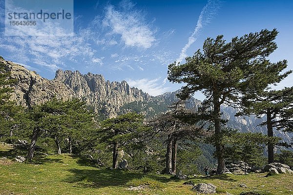 Bergmassiv mit felsigen Gipfeln und Kiefern  Col de Bavella  Bavella-Massiv  Korsika  Frankreich  Europa