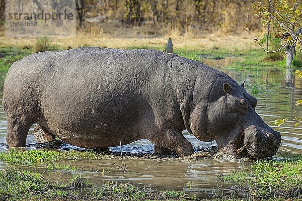 Flusspferd (Hippopotamus amphibius)  grasend im seichten Wasser  Moremi Wildlife Reserve  Ngamiland  Botswana  Afrika