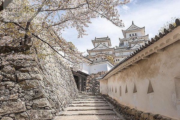 Wehrgang an einer Mauer der Burg Himeji  Himeji-j?  Shirasagij? oder weiße Reiherburg  Kirschblüte  Himeji  Präfektur Hy?go  Japan  Asien