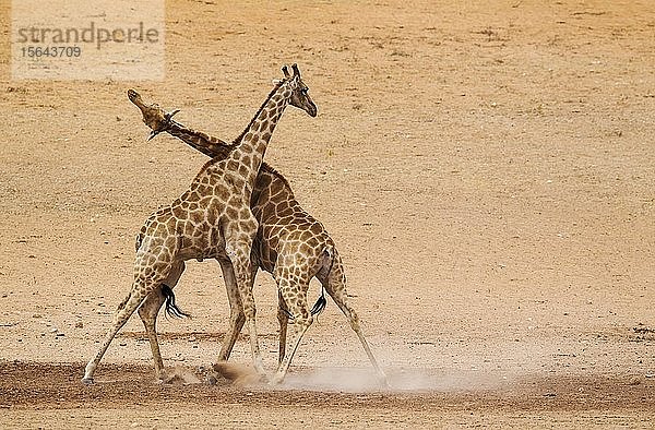 Südliche Giraffen (Giraffa camelopardalis giraffa)  kämpfende Männchen im trockenen und kargen Auob-Flussbett  Kalahari-Wüste  Kgalagadi Transfrontier Park  Südafrika  Afrika