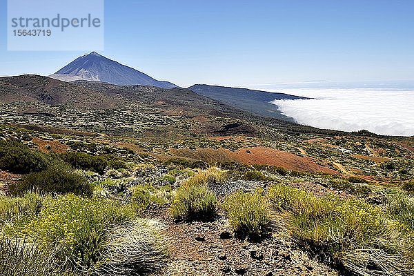 Blühendes Flixkraut (Descurainia bourgaeana) in vulkanischer Landschaft  Rückenvulkan Pico del Teide über Passatwolken  Nationalpark Teide  Teneriffa  Kanarische Inseln  Spanien  Europa