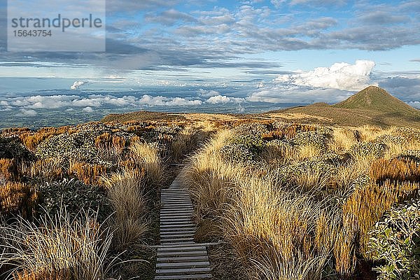 Wanderweg durch Grasland  Blick auf das Meer  Maude Peak  Pouakai Circuit  Egmont National Park  Taranaki  Nordinsel  Neuseeland  Ozeanien