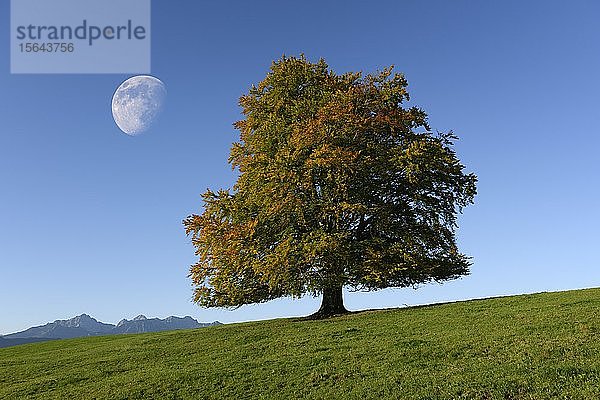 Rotbuche (Fagus sylvatica) mit abnehmendem Mond  Allgäu  Bayern  Deutschland  Europa