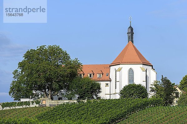 Weinberg mit Vogelsburg mit Kirche Mariä Schutz  Volkach  Mainfranken  Franken  Unterfranken  Bayern  Deutschland  Europa