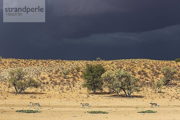 Geparden (Acinonyx jubatus)  Weibchen vor ihren beiden subadulten männlichen Jungtieren  im trockenen und kargen Auob-Flussbett  hinter einem Gewitter  Kalahari-Wüste  Kgalagadi Transfrontier Park  Südafrika  Afrika