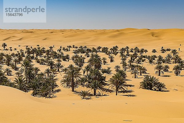 Palmenhain in den Sanddünen  bei Timimoun  Westalgerien  Algerien  Afrika