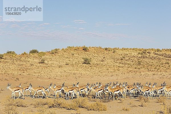 Springböcke (Antidorcas marsupialis)  Herde im trockenen Nossob-Flussbett  Kalahari-Wüste  Kgalagadi Transfrontier Park  Südafrika  Afrika