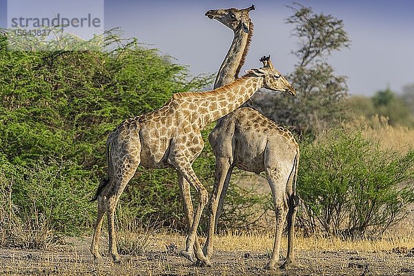 Angolanische Giraffen (Giraffa camelopardalis angolensis)  zwei Bullen im Kampf  Moremi Wildlife Reserve  Ngamiland  Botswana  Afrika