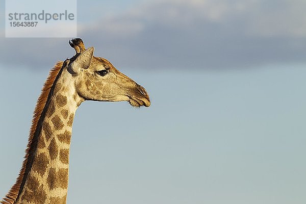 Südliche Giraffe (Giraffa camelopardalis giraffa)  weiblich  Tierporträt  Kalahari-Wüste  Kgalagadi Transfrontier Park  Südafrika  Afrika