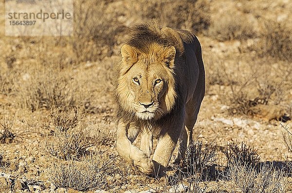 Schwarzmähnenlöwe (Panthera leo vernayi)  der einen felsigen Abhang hinuntergeht  Kalahari-Wüste  Kgalagadi Transfrontier Park  Südafrika  Afrika