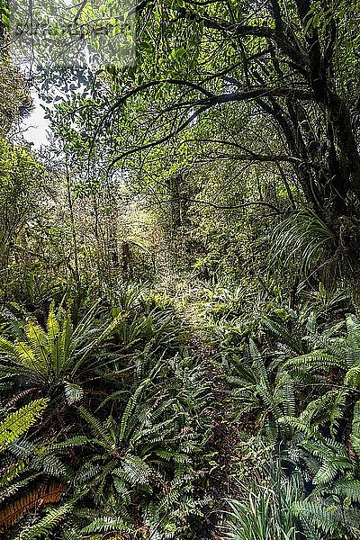 Wanderweg durch den Wald  Pouakai Circuit  Egmont National Park  Taranaki  Nordinsel  Neuseeland  Ozeanien