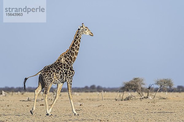 Angolanische Giraffe (Giraffa camelopardalis angolensis)  verletzt  läuft in der Trockensavanne  Nxai Pan National Park  Ngamiland  Botswana  Afrika
