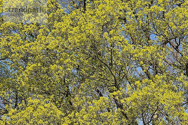 Spitzahorn (Acer platanoides)  blühend  Thüringen  Deutschland  Europa